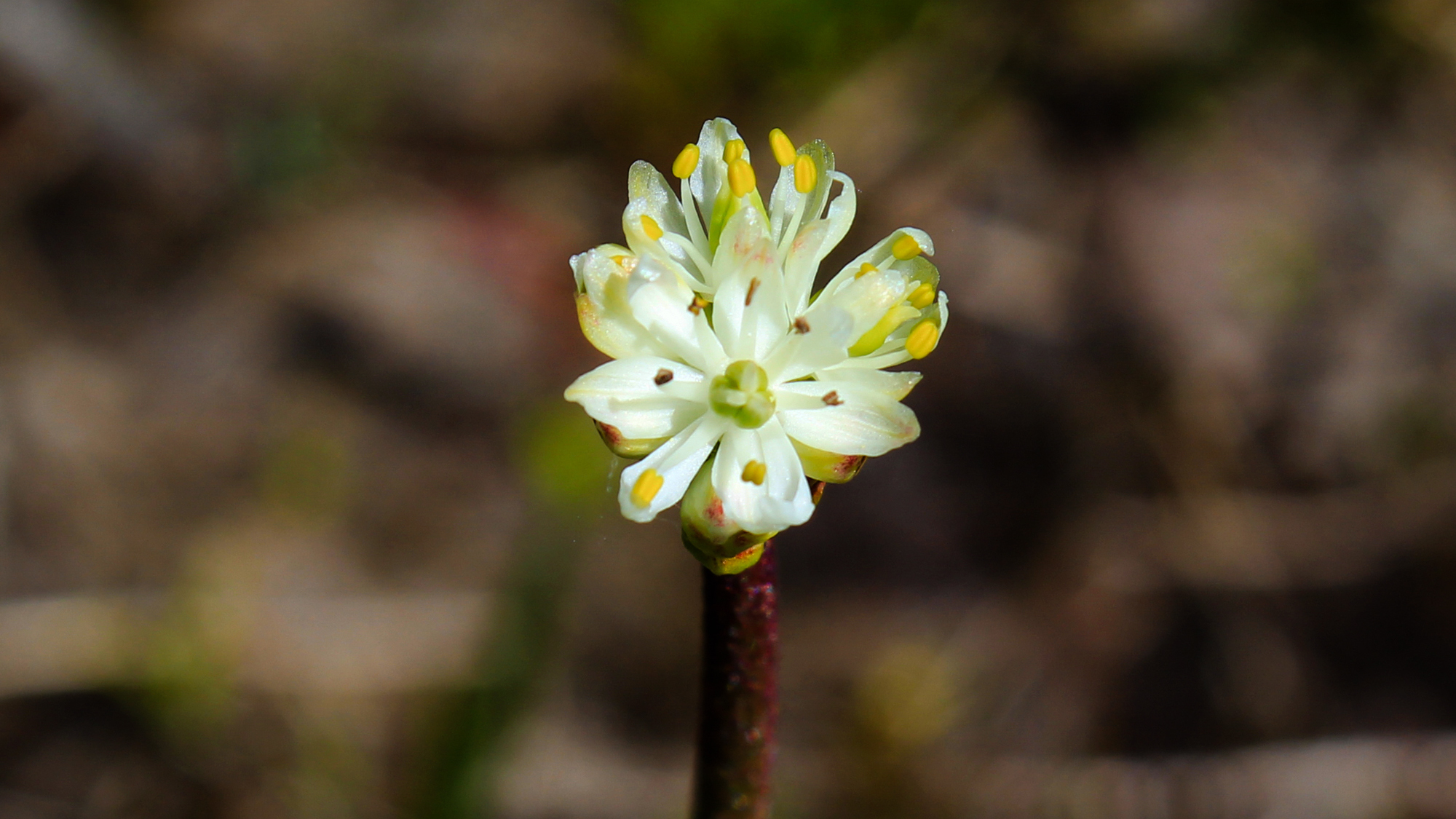 Triantha occidentalis, with its dainty white flowers appears innocuous, but its sticky stem helps the plant trap and make a meal of tiny insects.
