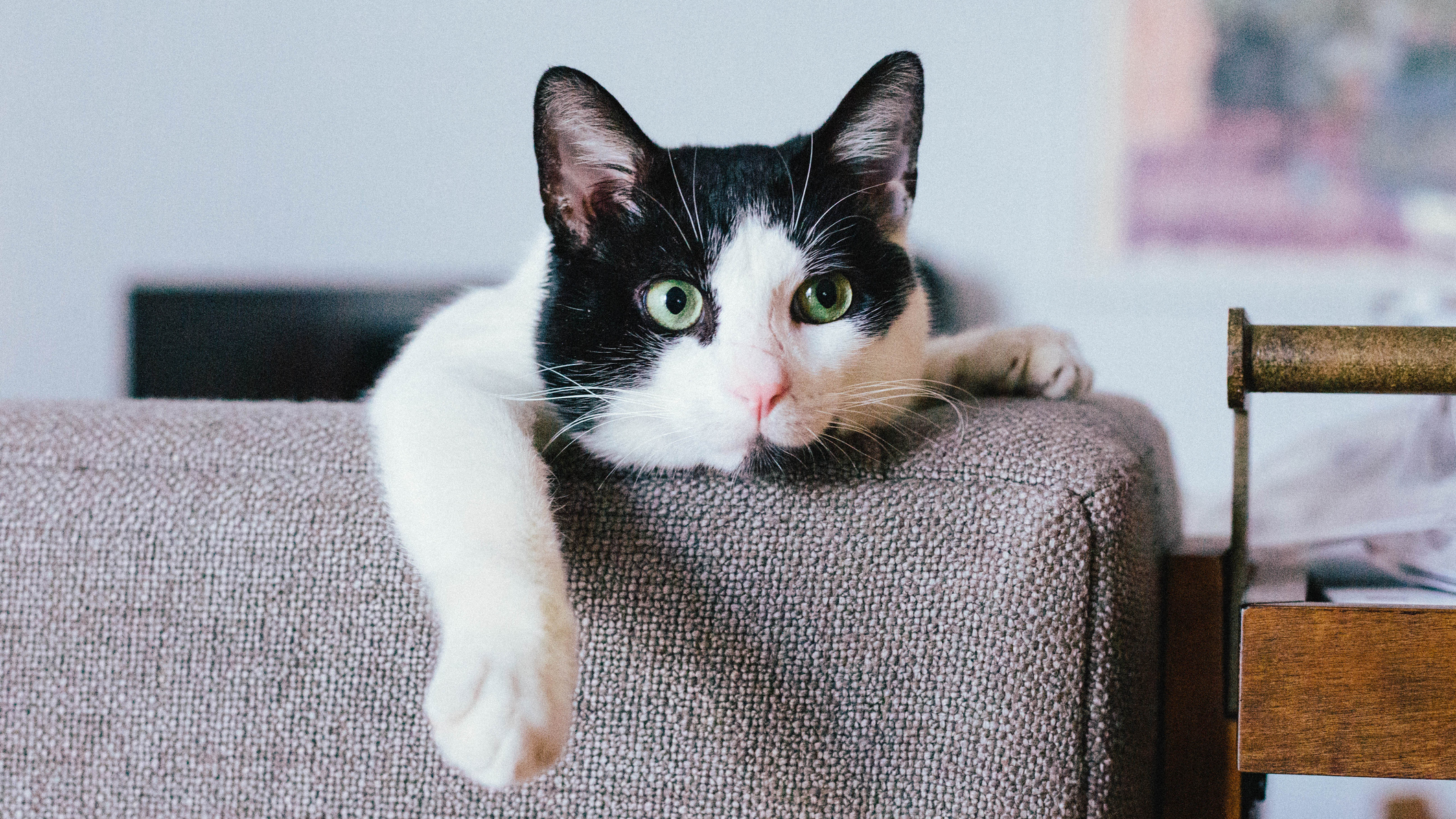 Black and white cat lounging on a couch. (Getty Images)