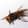 1st Live Asian Giant 'Murder Hornet' Of 2021 Spotted In Washington State