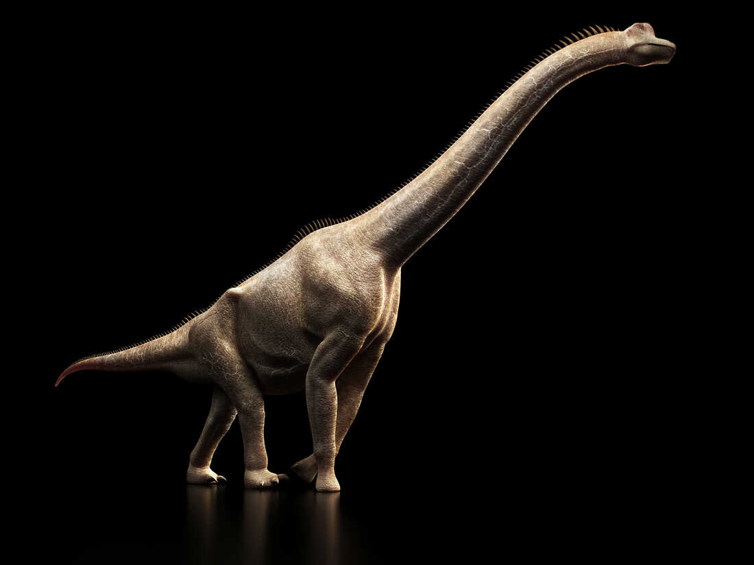 Scientists In China Discover Two New Dinosaurs : NPR