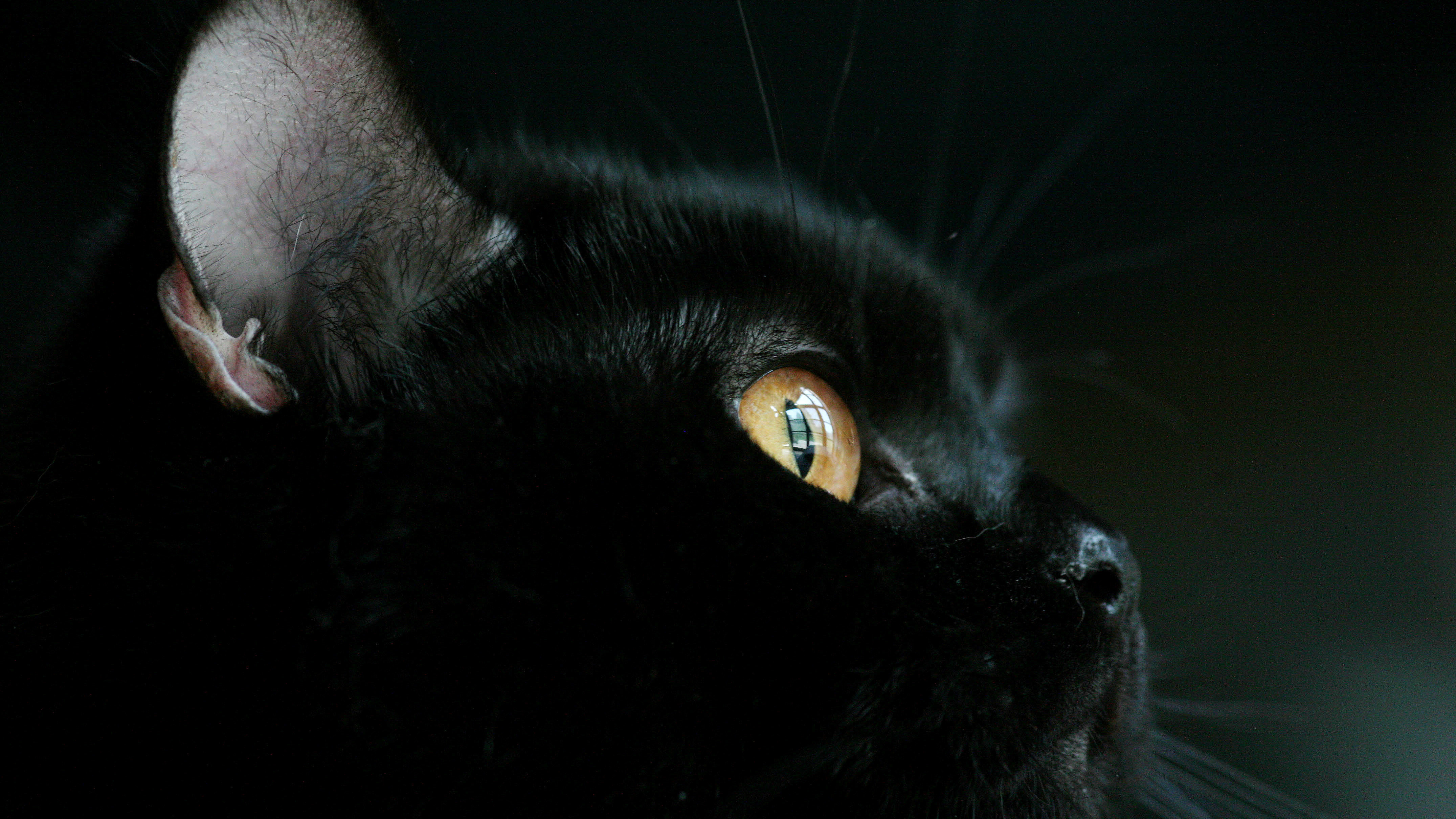 A Cat Led A Rescue Team To An 83-Year-Old Woman Who Had Fallen Down A Ravine