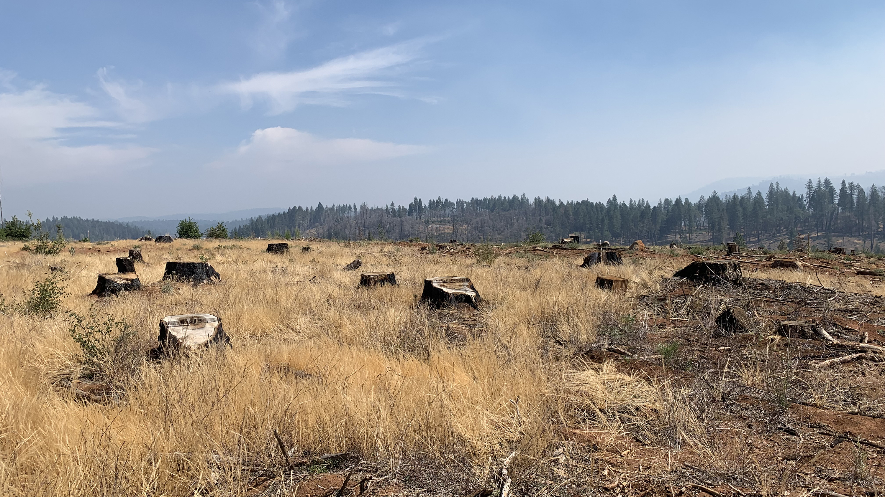 Stumps from recently logged trees in the footprint of the deadly Camp Fire. Some 40,000 trees have now been removed around Paradise.