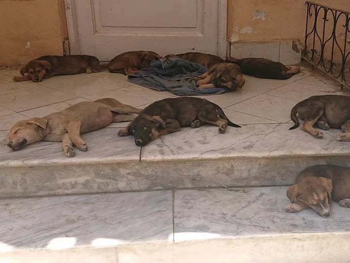 https://media.npr.org/assets/img/2021/08/25/kabul-pups-75f76abb5538d01ffcd7d2e1b0926ed8f06ea85f-s800-c85.webp