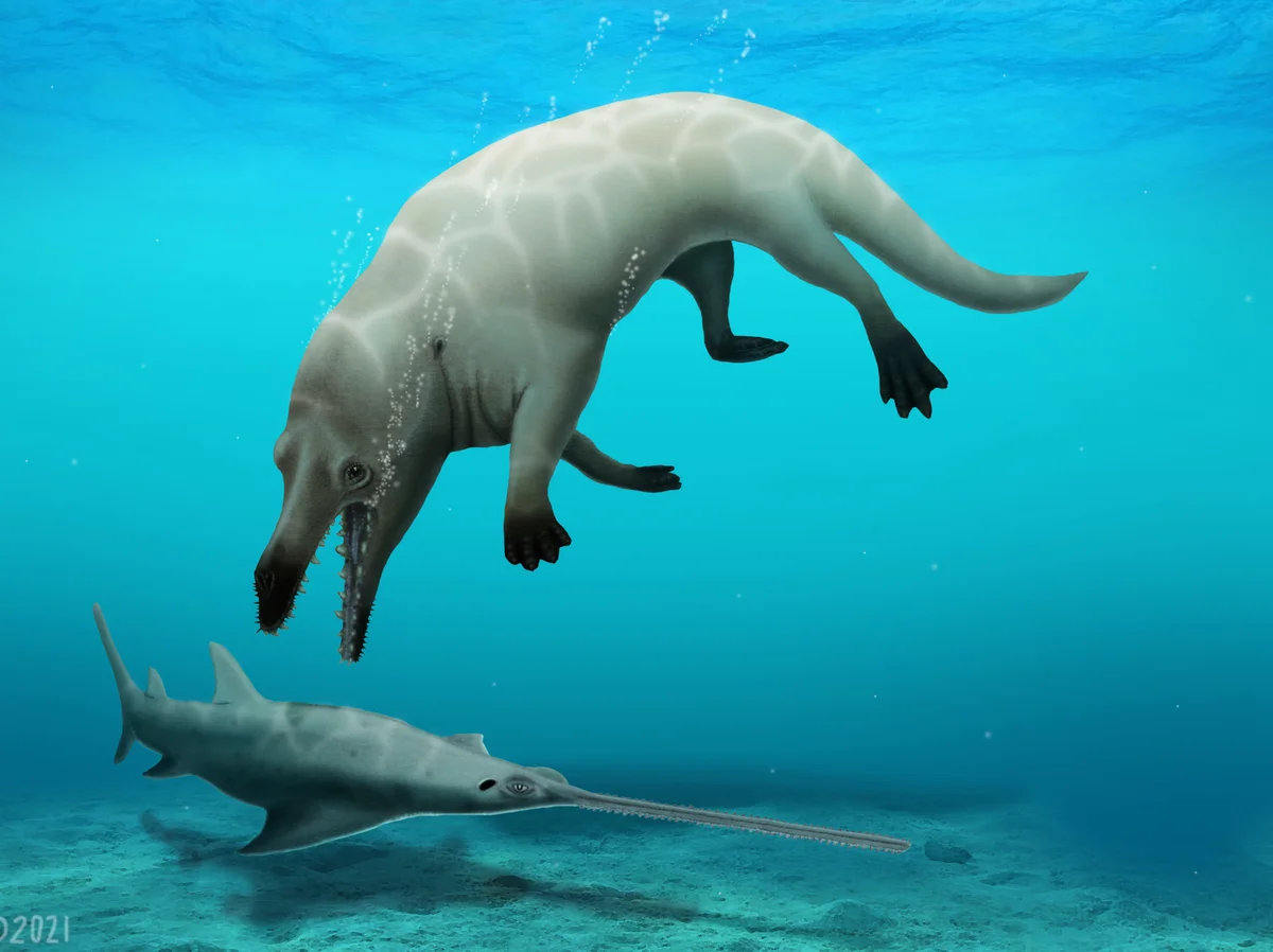 phiomicetus-version-2-4b20d58afaf4703821af9607eade851239cc8106-s1200-c85.webp