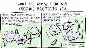 Immunity To COVID-19 Could Last Longer Than You'd Think