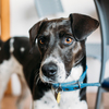 Your Dog May Know If You've Done Something On Purpose, Or Just Screwed Up
