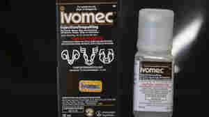 Poison Control Centers Are Fielding A Surge Of Ivermectin Overdose Calls 