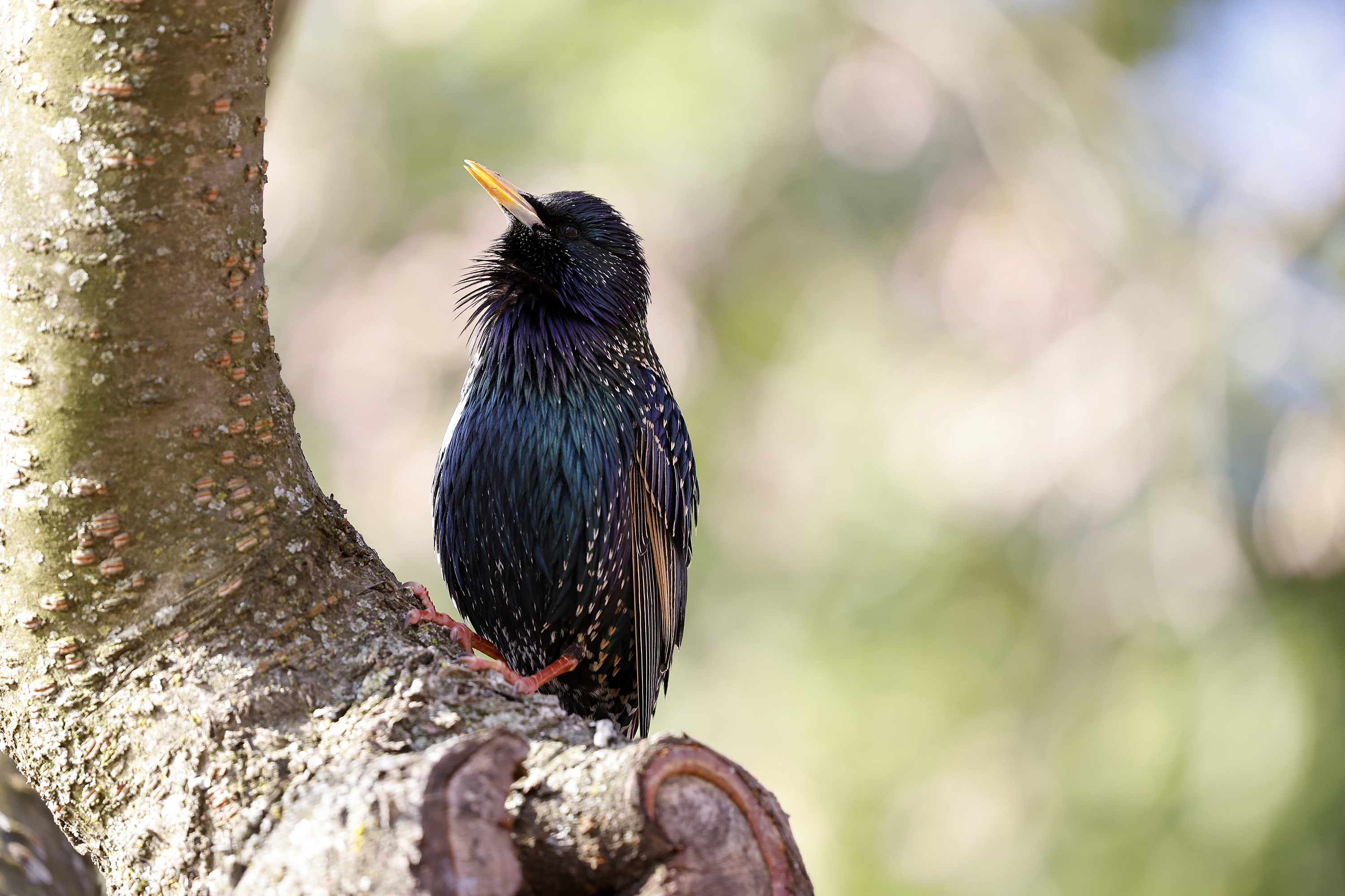 A starling sits in the cherry tree blooms along the Tidal Basin in Washington, DC. Researchers say some starlings has seen an increase in bill size.