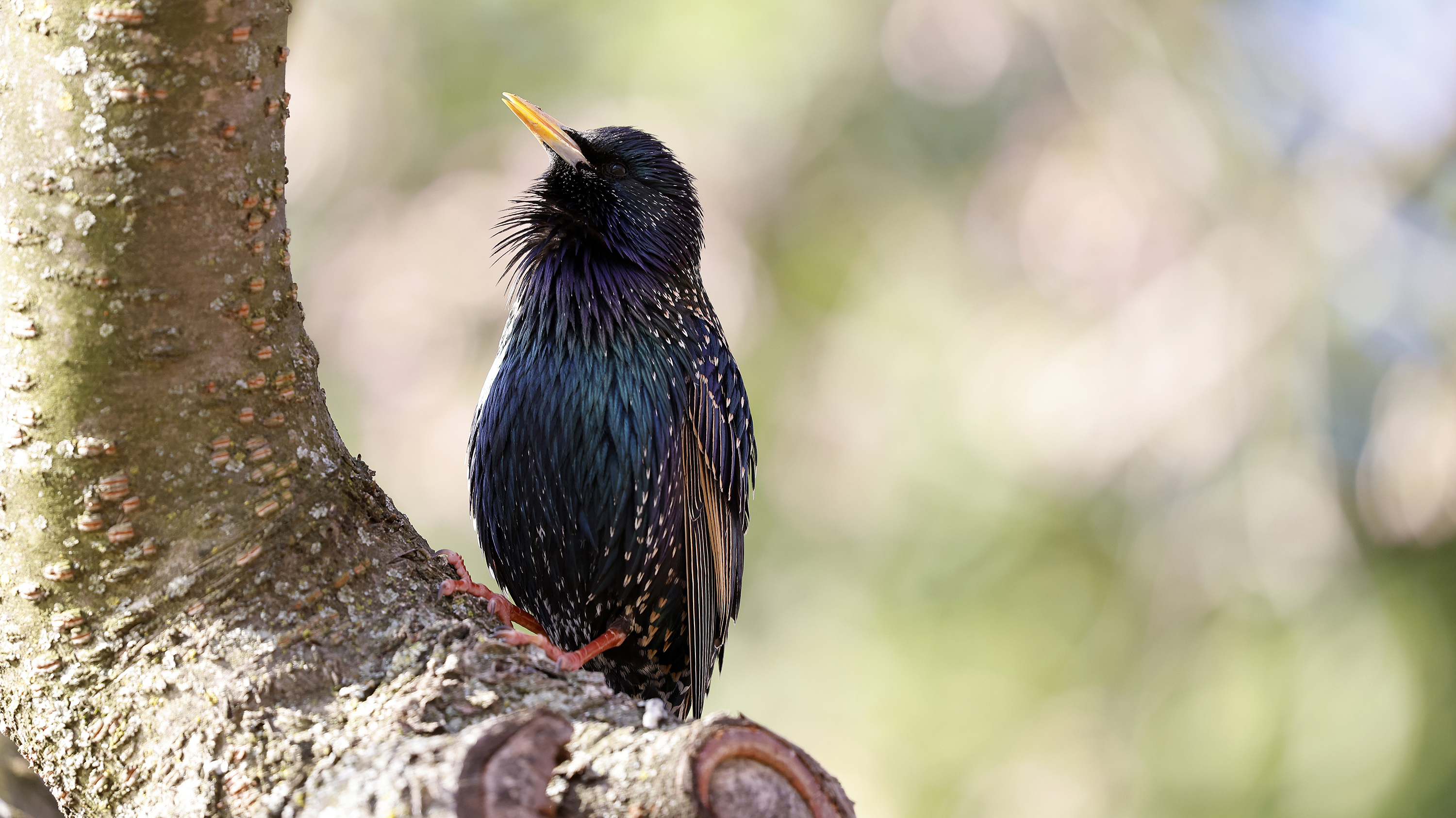  NPR:National Public Radio - World