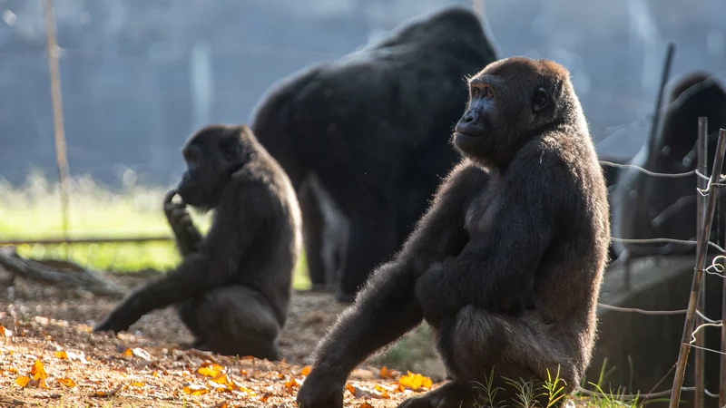 Gorillas At Atlanta’s Zoo Have Contracted COVID, Probably From A Zoo Worker Gorillas At Atlanta’s Zoo Have Contracted COVID, Probably From A Zoo Worker