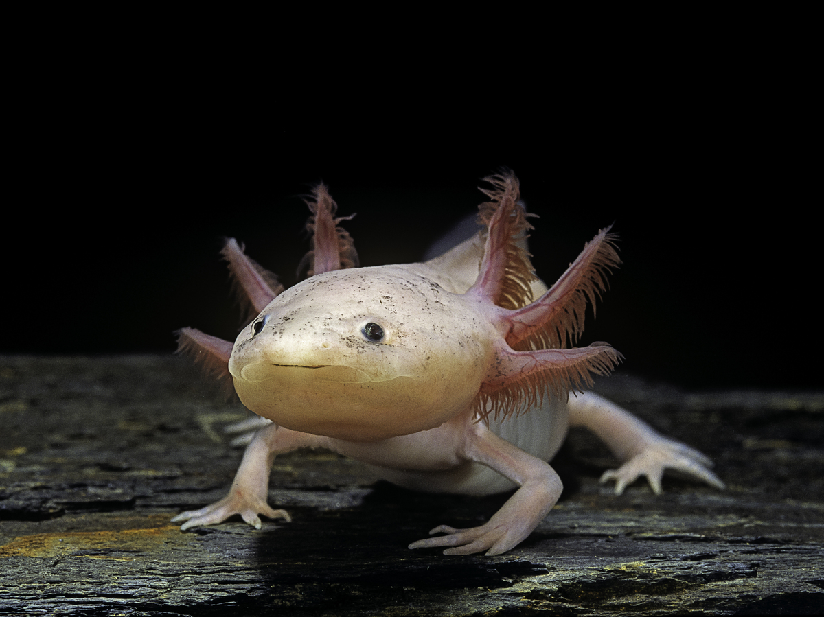 A Lotl Love For The Axolotl : Short Wave : NPR