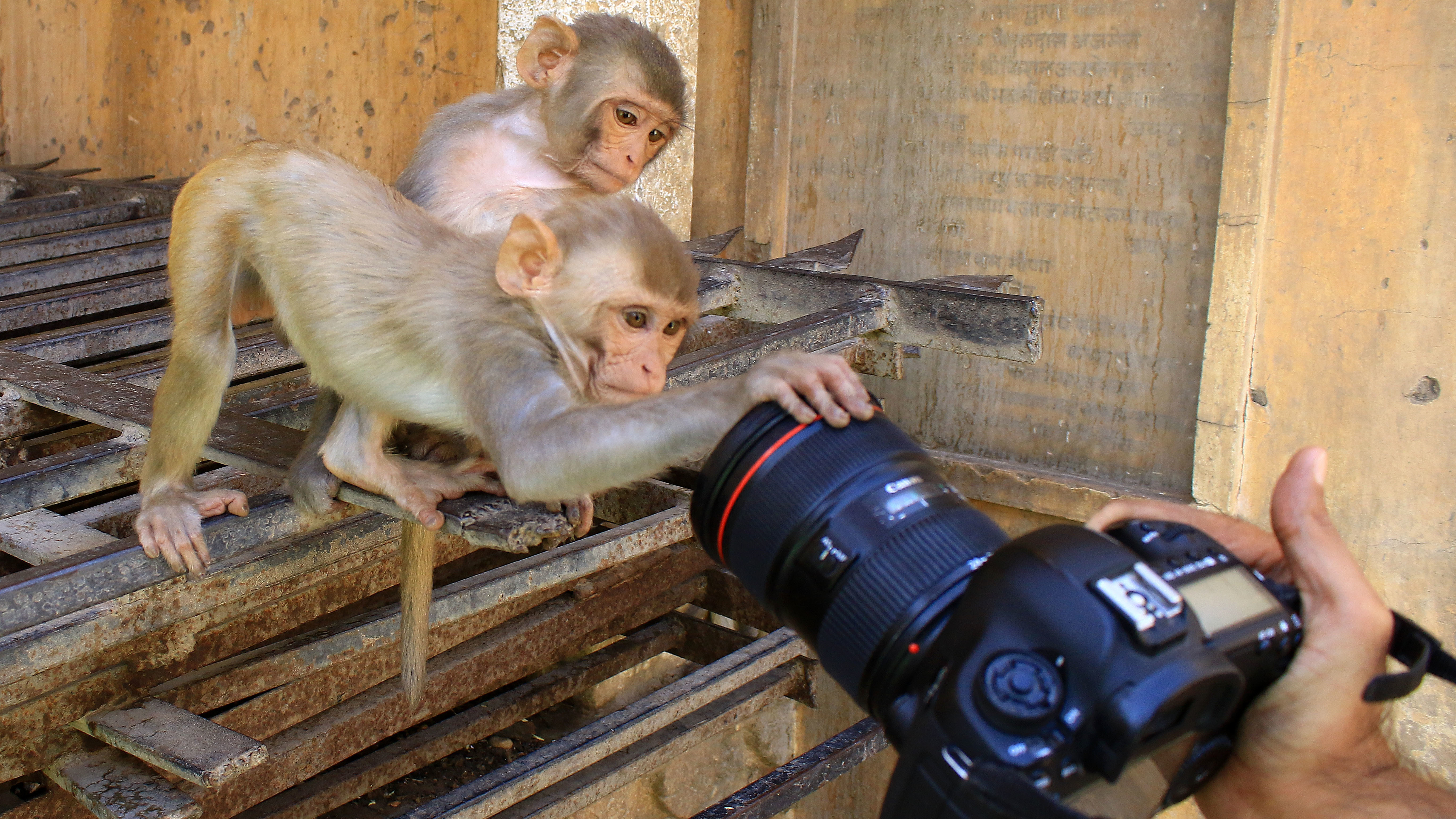 Monkey Selfie: Image Gallery (List View)