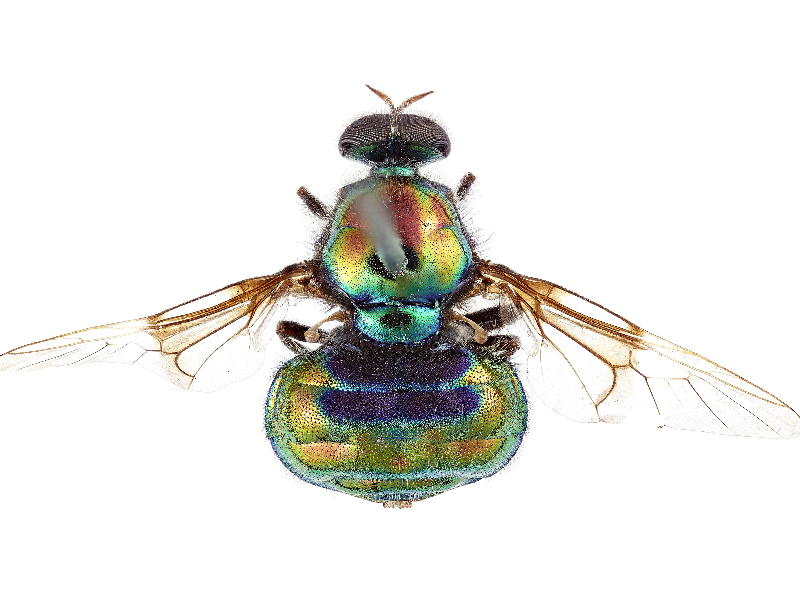 A Shimmering Rainbow Fly Has Been Named In Honor Of RuPaul | NCPR News