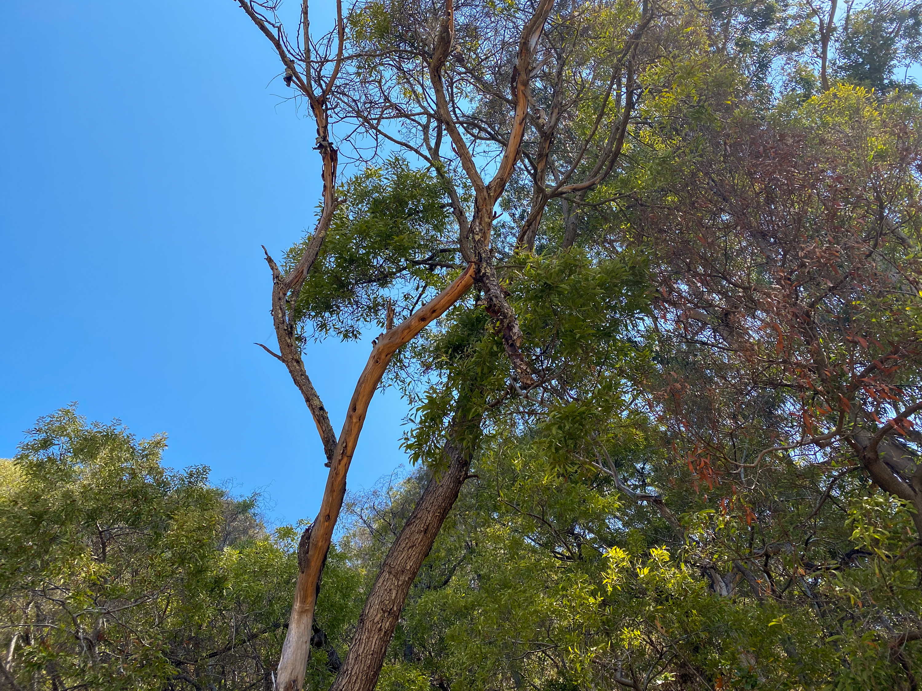 A spiral of dead bark hangs off a sickened acacia branch. California's climate change-fueled drought and opportunistic fungi weakened the tree. &quot;We have never seen the sort of mass mortality that we're seeing now,&quot; Igor Lacan says of the acacias. (Julia Simon for NPR)