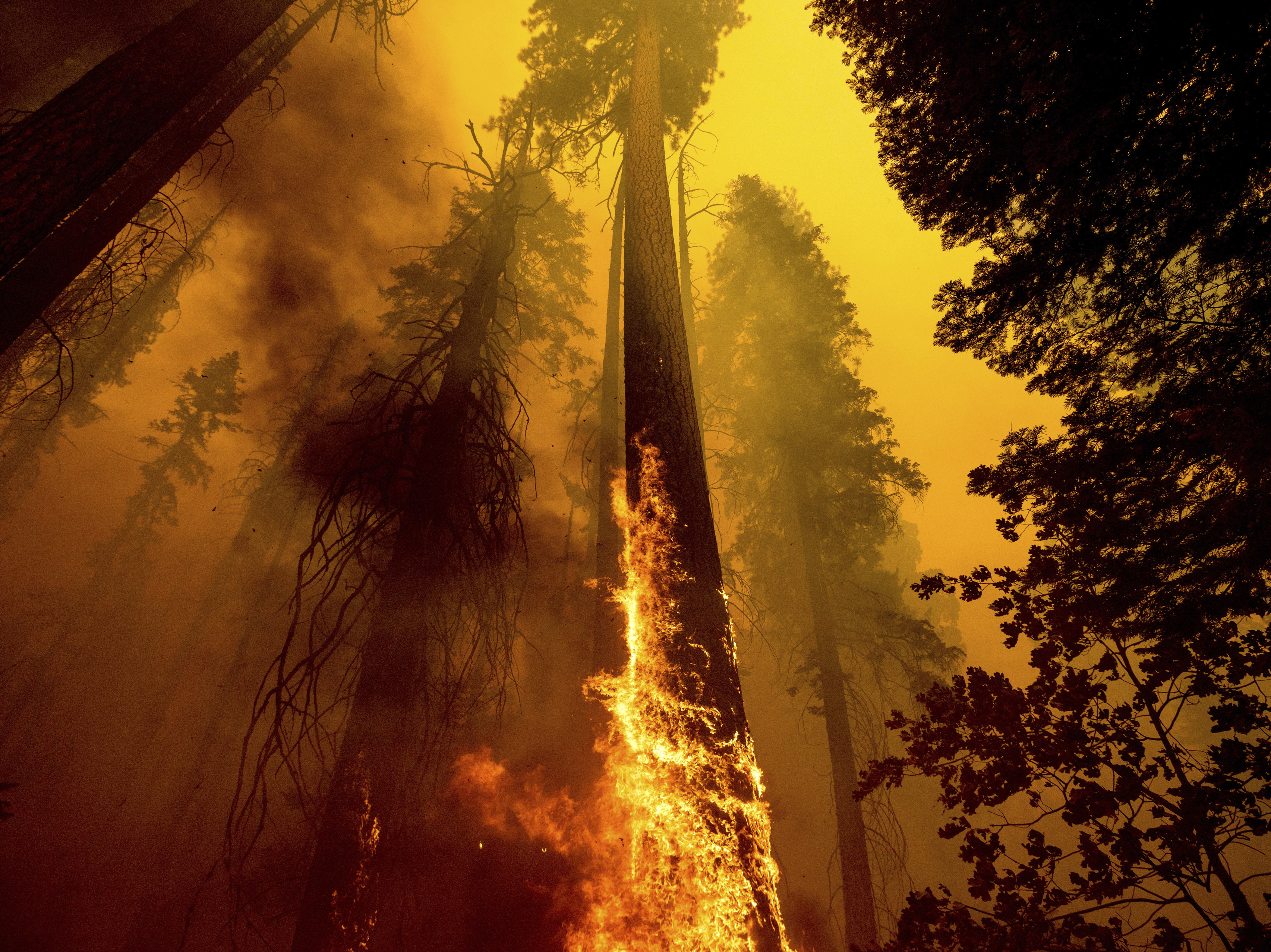 Flames from the Windy Fire burn up a giant tree this month in the Trail of 100 Giants grove in Sequoia National Forest in California. Children in younger generations will experience two to seven times more extreme climate events such as wildfires, a new study says. (AP)
