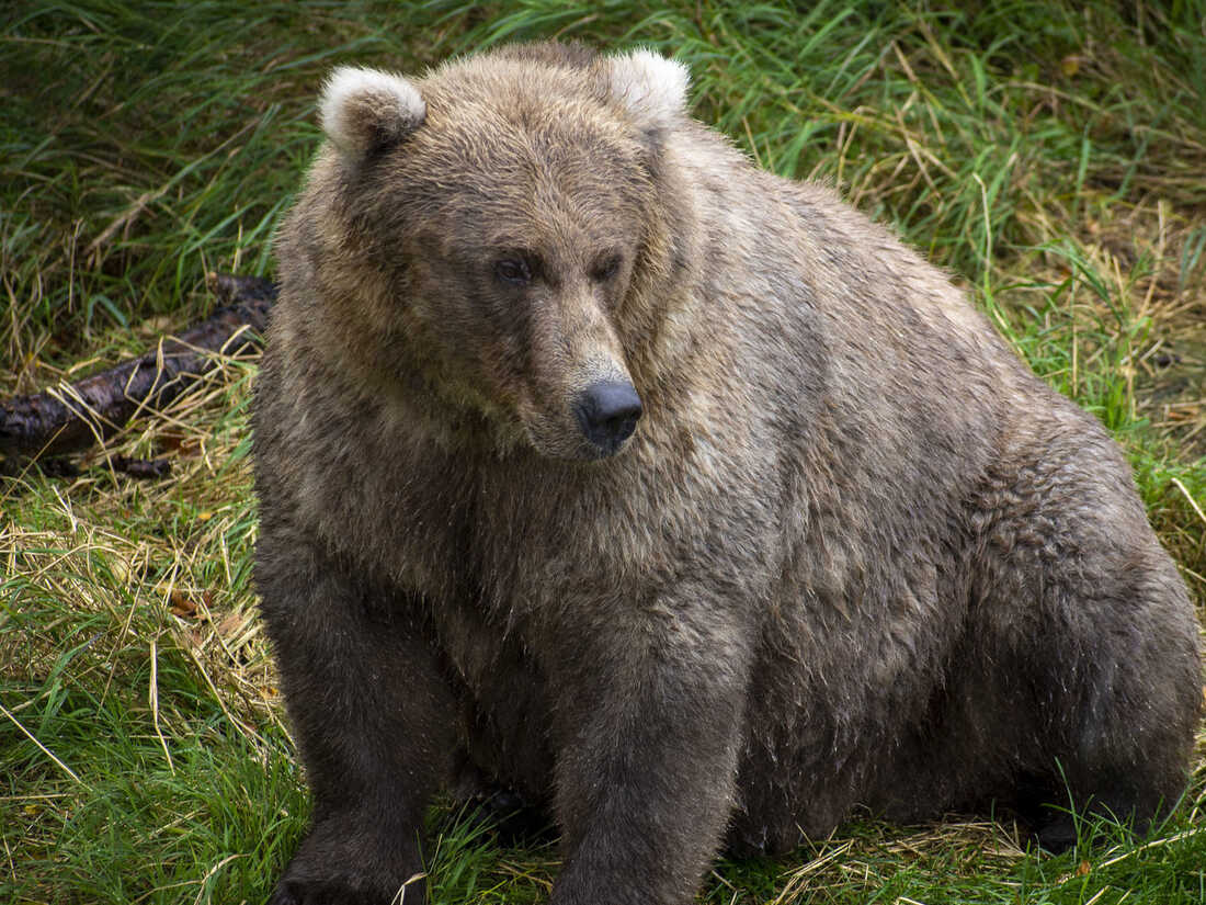 Fat Bear Week 2023 - Katmai National Park & Preserve (U.S. National Park  Service)