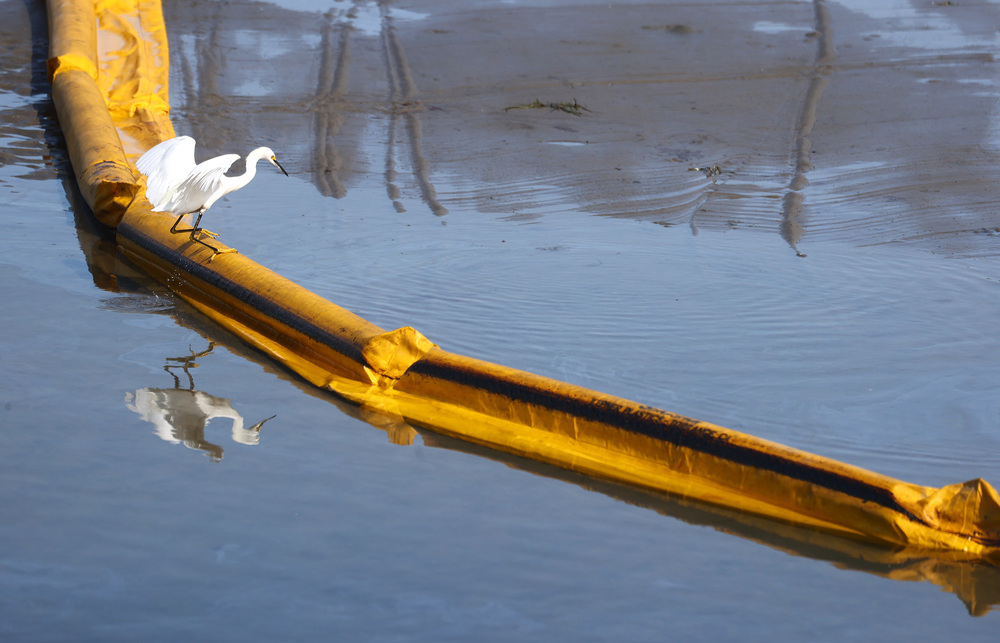 A bird balances on a temporary floating barrier used to contain oil that seeped into Talbert Marsh, home to about 90 bird species, after a 126,000-gallon oil spill off the coast of Huntington Beach, Calif., over the weekend. (Getty Images)