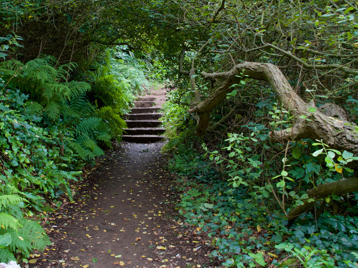 Foraging With Alexis Nikole Nelson 
