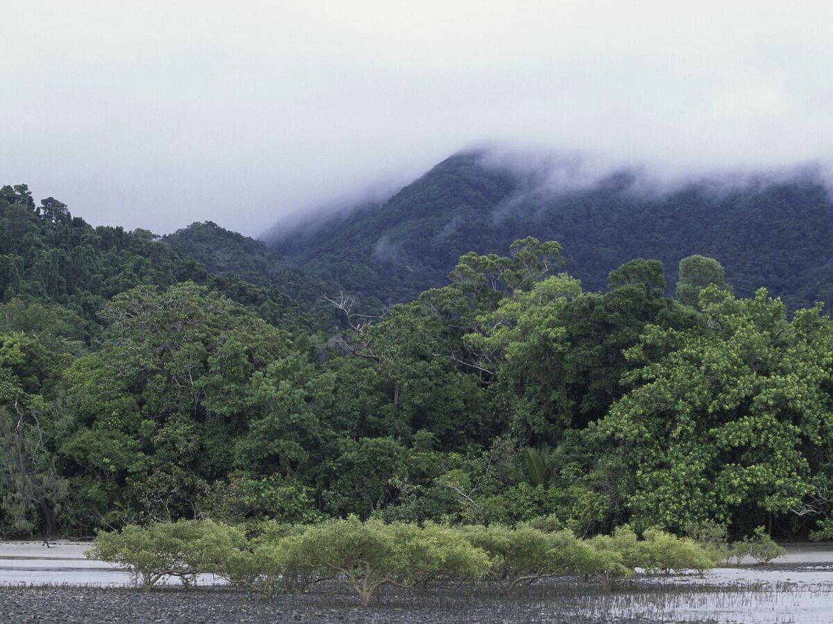 Daintree National Park Australia