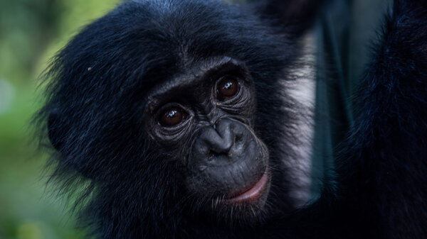 Sake, a three year old Bonobo at the Lola's Sanctuary. 