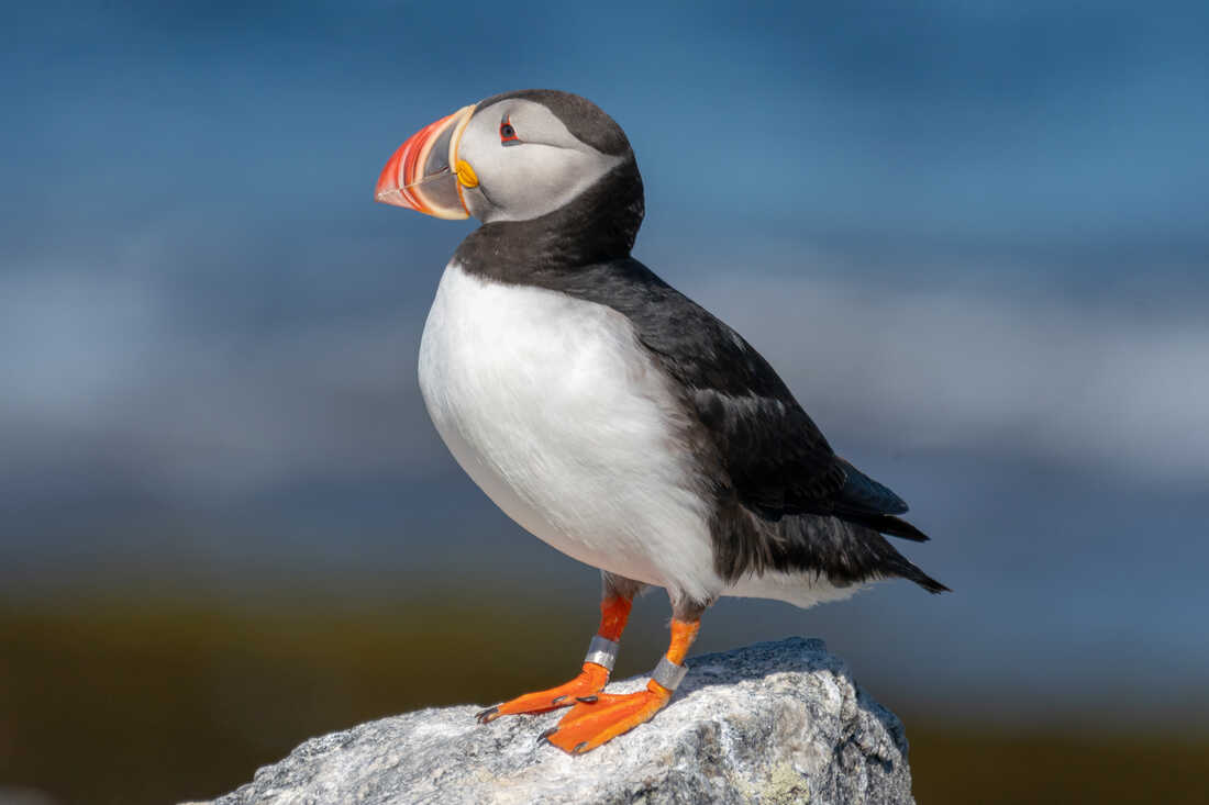 Puffins: Clown Birds of the Atlantic