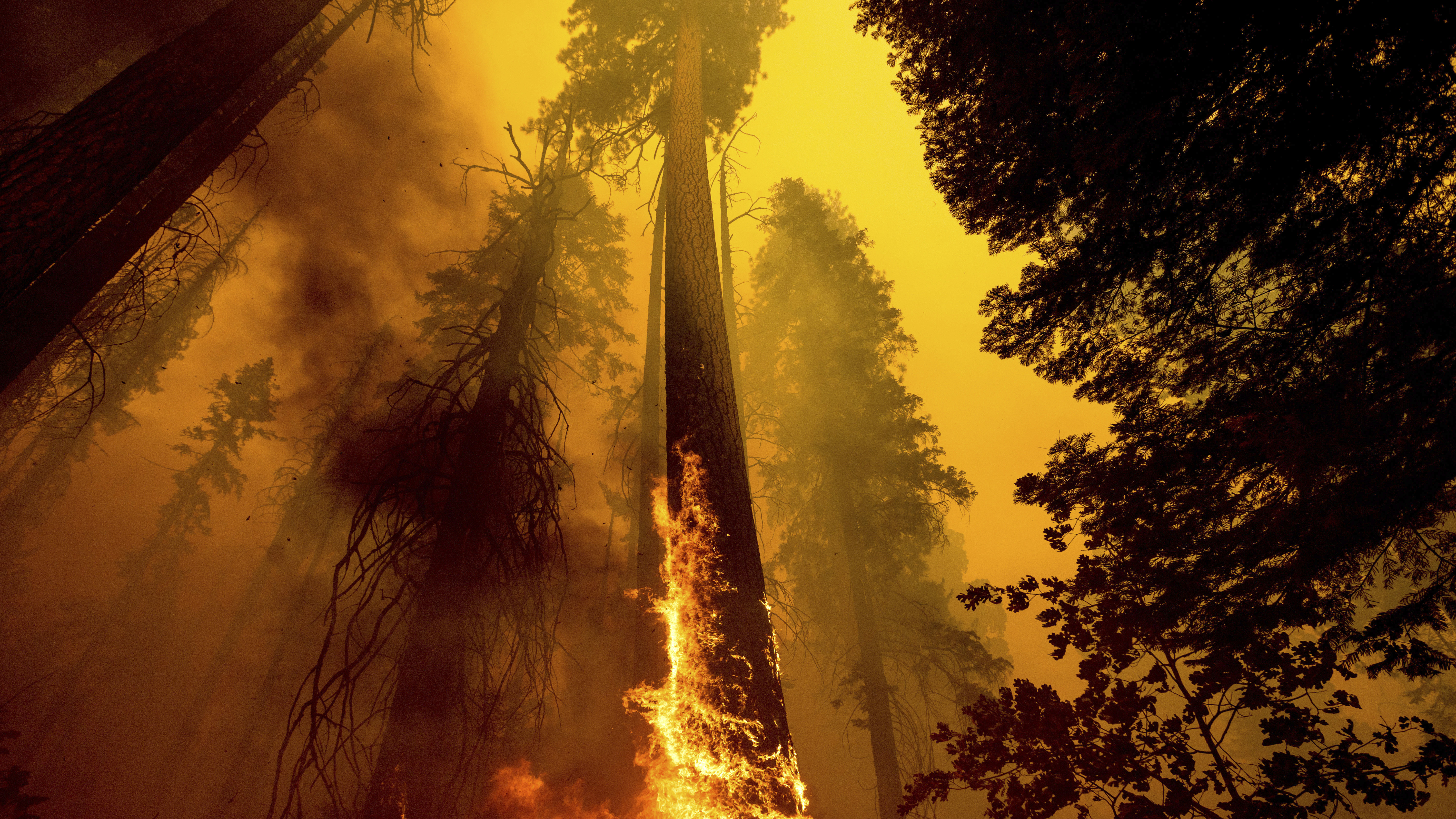 California fires may have killed hundreds of giant sequoias - Vimarsana News