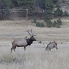 An elk had a tire around its neck for 2 years. It's just been freed