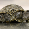 A rare 2-headed turtle is doing well at a wildlife center after hatching 2 weeks ago