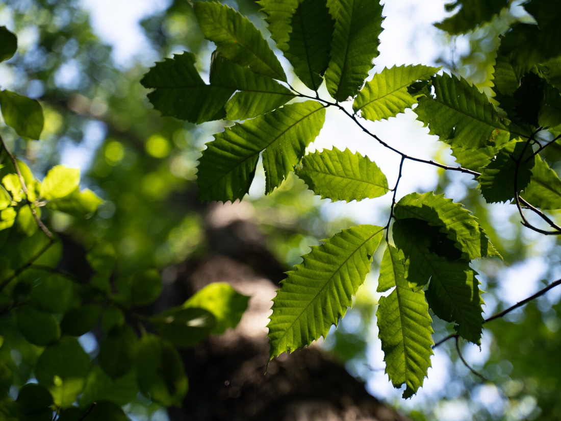 chestnut tree leaves