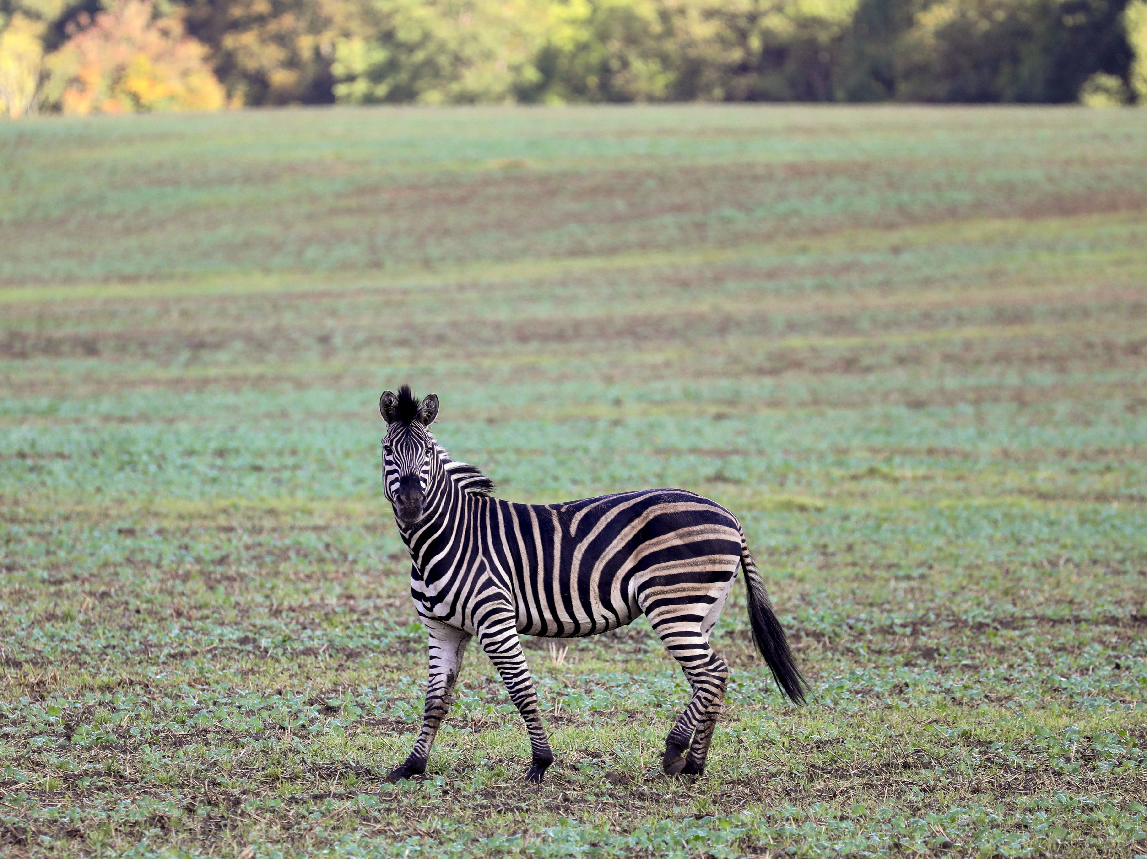 The owner of three escaped zebras in Maryland has been charged with