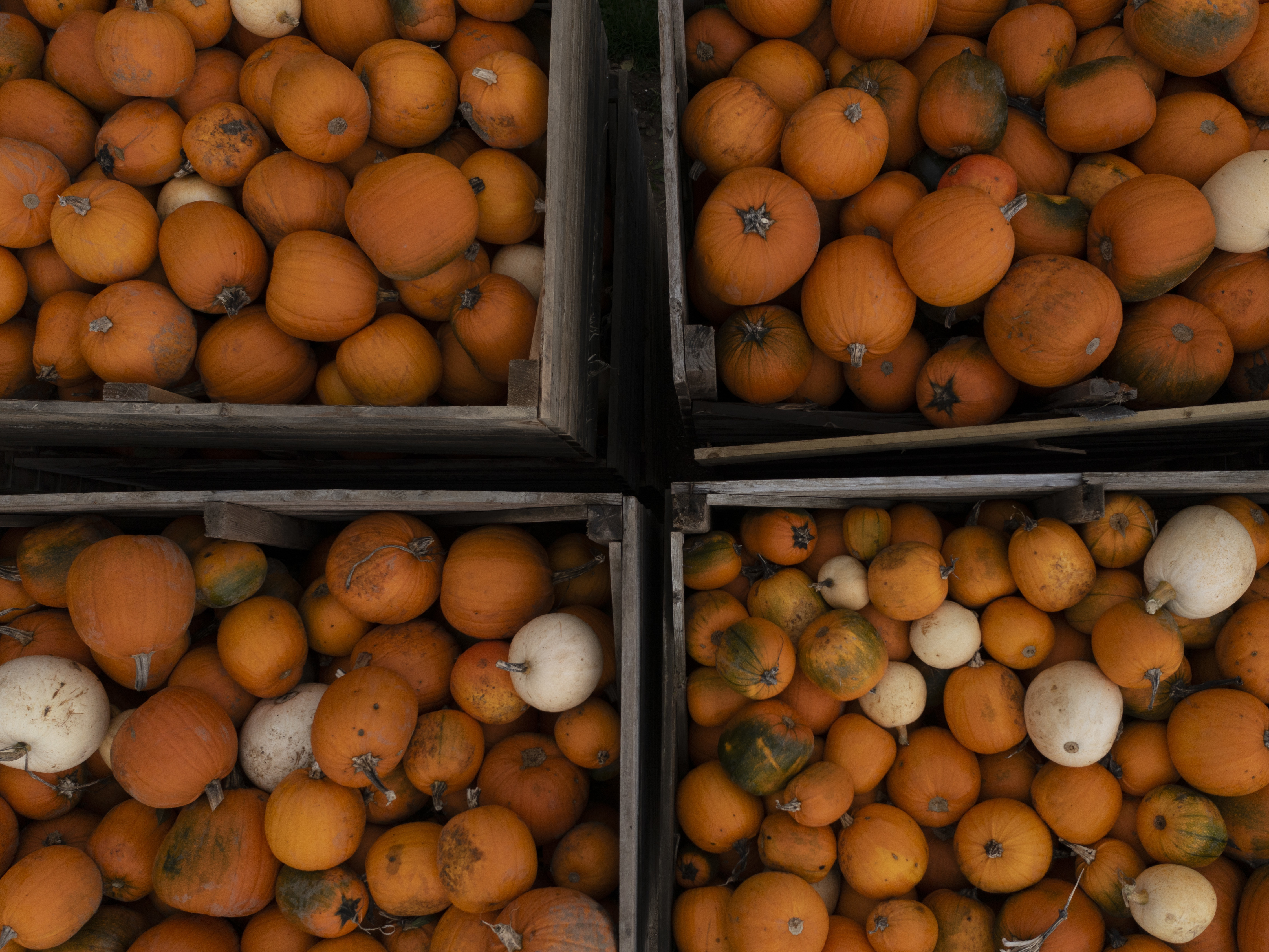 Pumpkins stacked up at Tulleys farm in Crawley, England, on Friday. The U.S. celebrates National Pumpkin Day every Oct. 26. (Getty Images)
