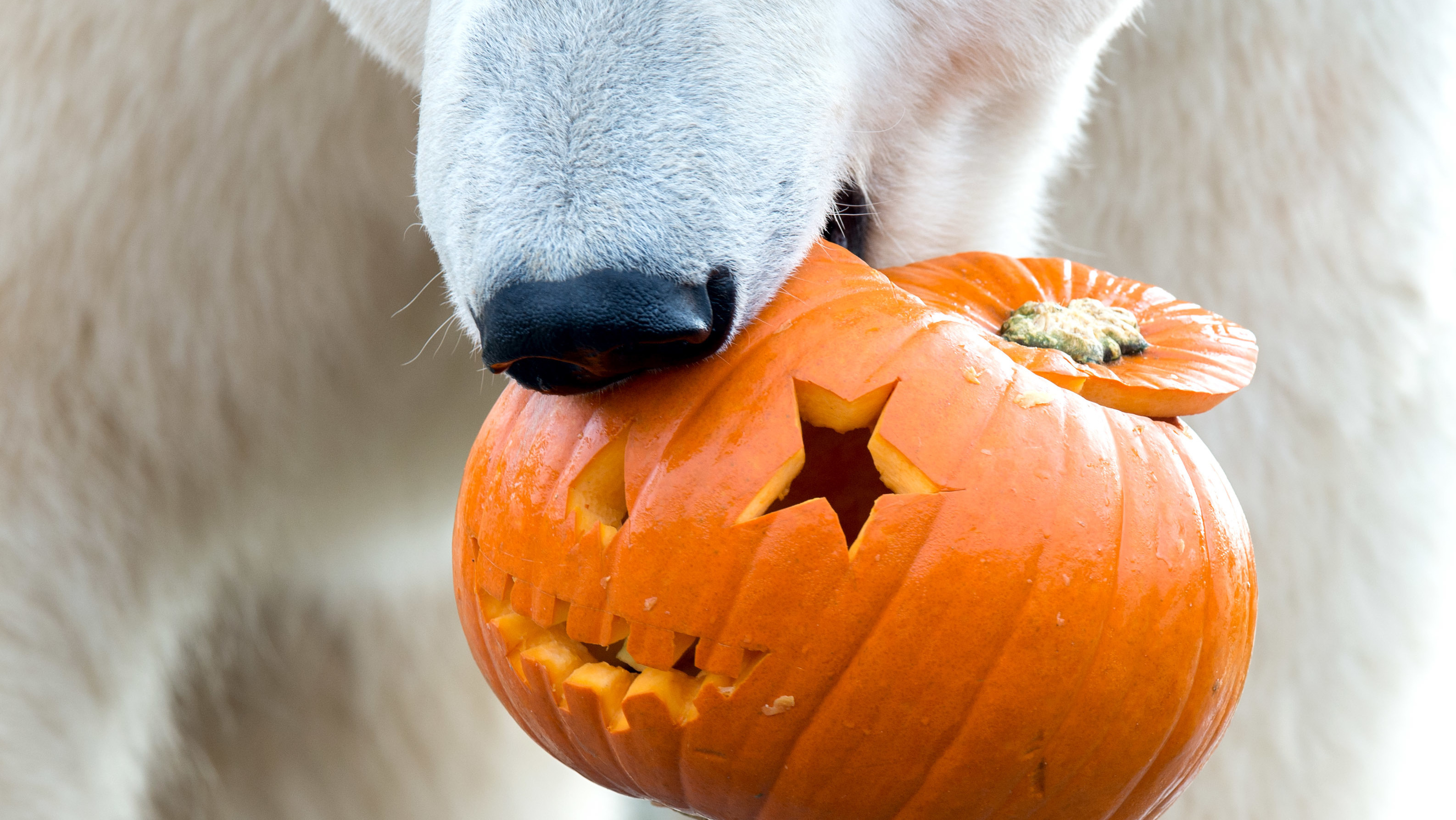 Watch Zoo Animals Smash Halloween Pumpkins Npr
