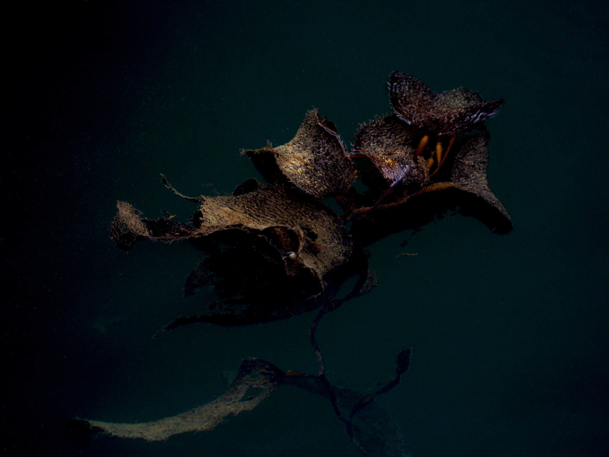 Songs and Pictures For Climate Change: A Playlist for the Planet 9 Macrocystis Pyrifera, also known as giant kelp is an essential part of the blue carbon system that sequestrates half of all carbon circulating through the ocean. It is under the threats of climate change. The climate conditions of Patagonia's unique fjord channel system provide refuge to this vital marine algae.