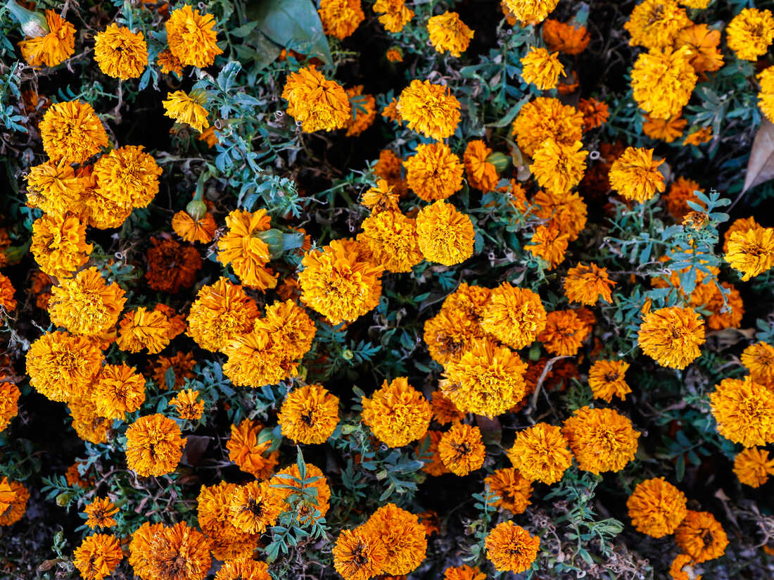 Day Of The Dead Marigold Flowers