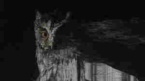 mastroKristo, 'A Ritual'