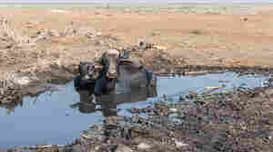 In Iraq's famed marshlands, climate change is upending a way of life