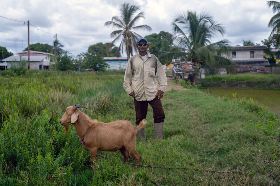Because of the flooding, Gagatnarine Ganpat had to move his animals to higher ground but still lost many of them from the shock of switching their feeding habits. He called the flood a 'terrible, terrible water.' For months, he said, 'You just sit. See if you can catch fish. You can't do nothing — watch the water only.'