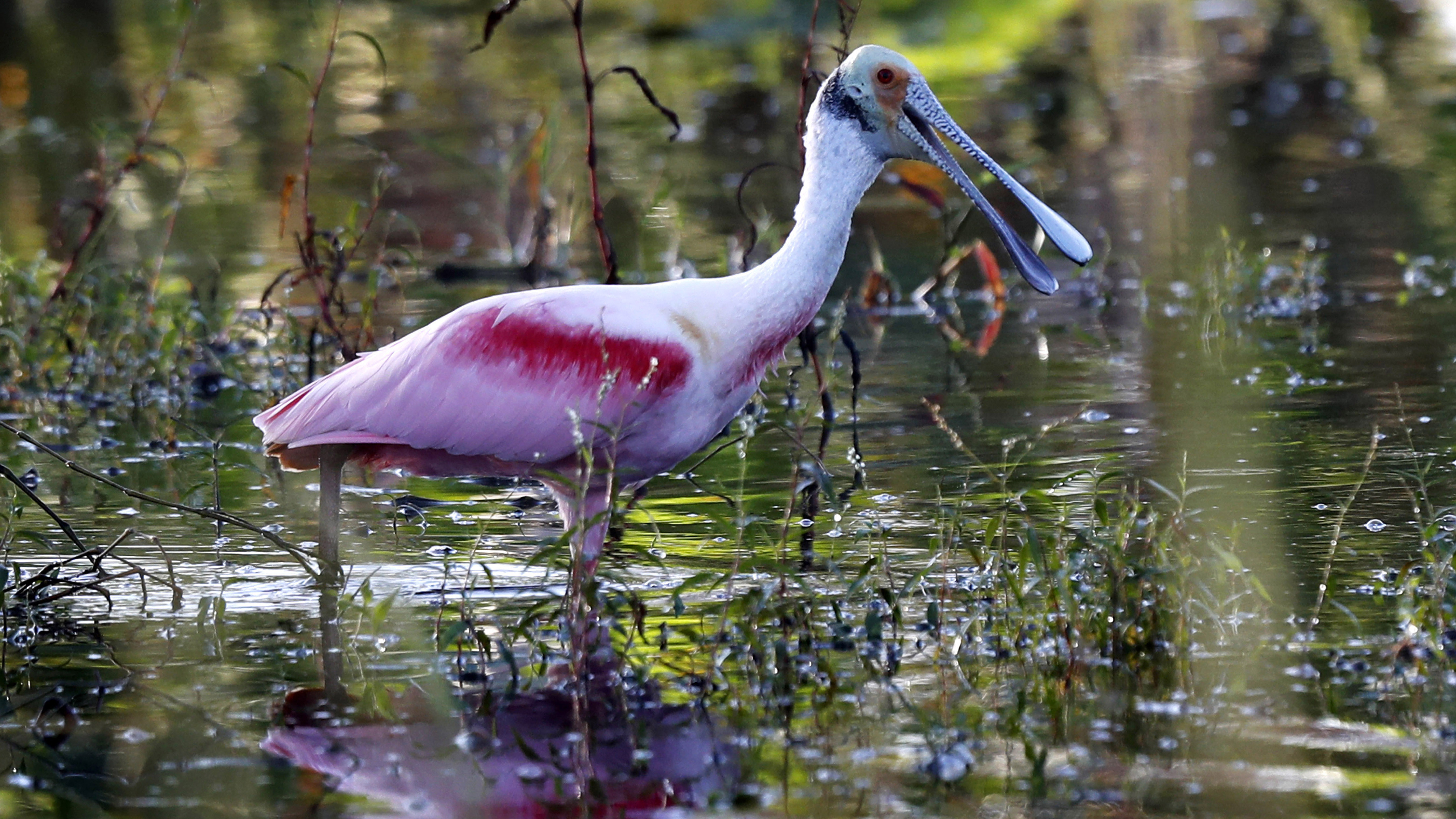 Florida considers switching its state bird from the mockingbird NPR