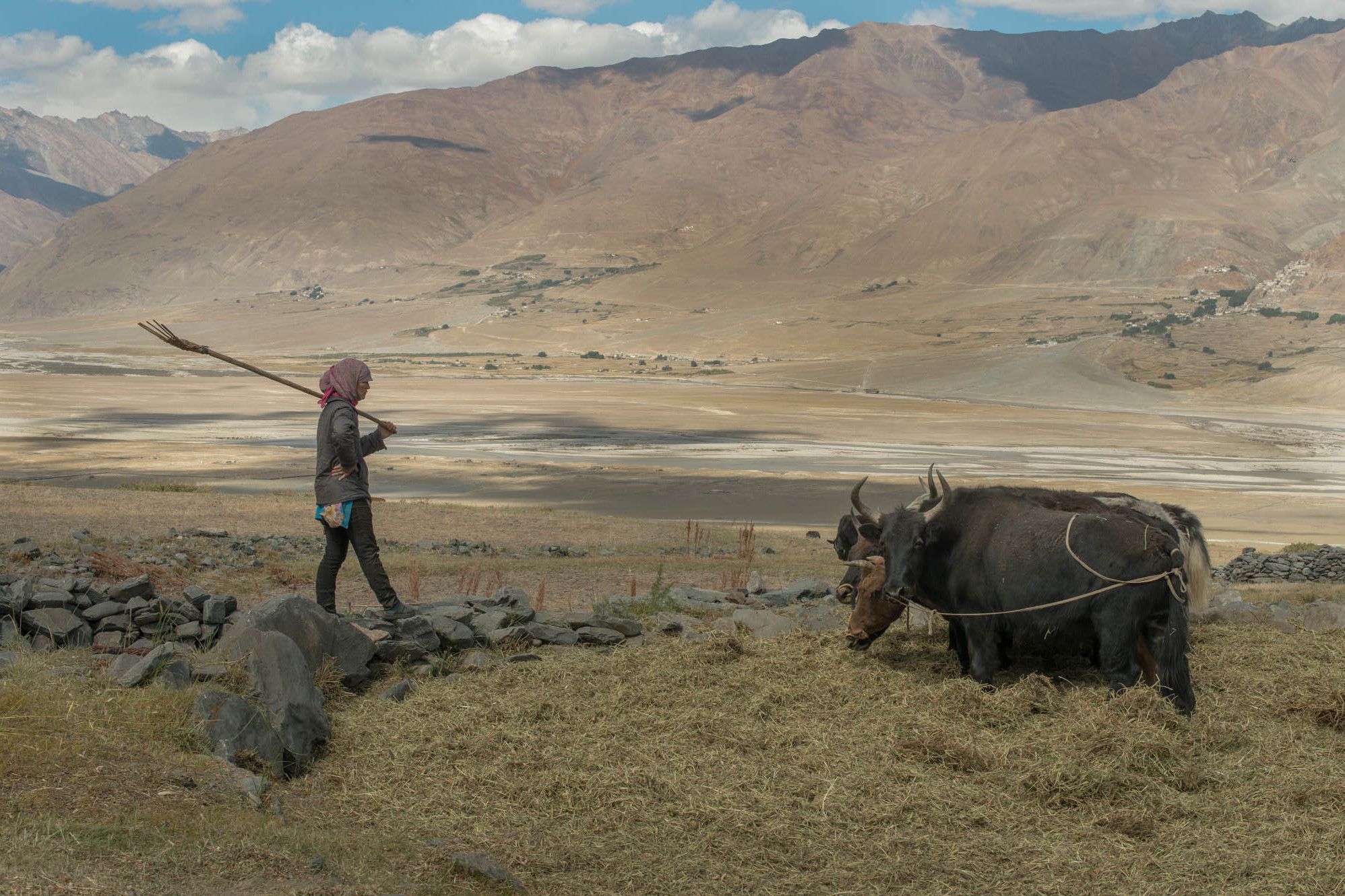 Songs and Pictures For Climate Change: A Playlist for the Planet 4 Zanskar, India: Lobzang Tsamo threshes barley at her family farm in her village in Zanskar, India. Due to water scarcity caused by receding Himalayan glaciers, villagers cannot support a large livestock herd to sustain farming activities. Farmers in the region are abandoning centuries-old sustainable farming practices, adopting fuel-intensive mechanized methods.
