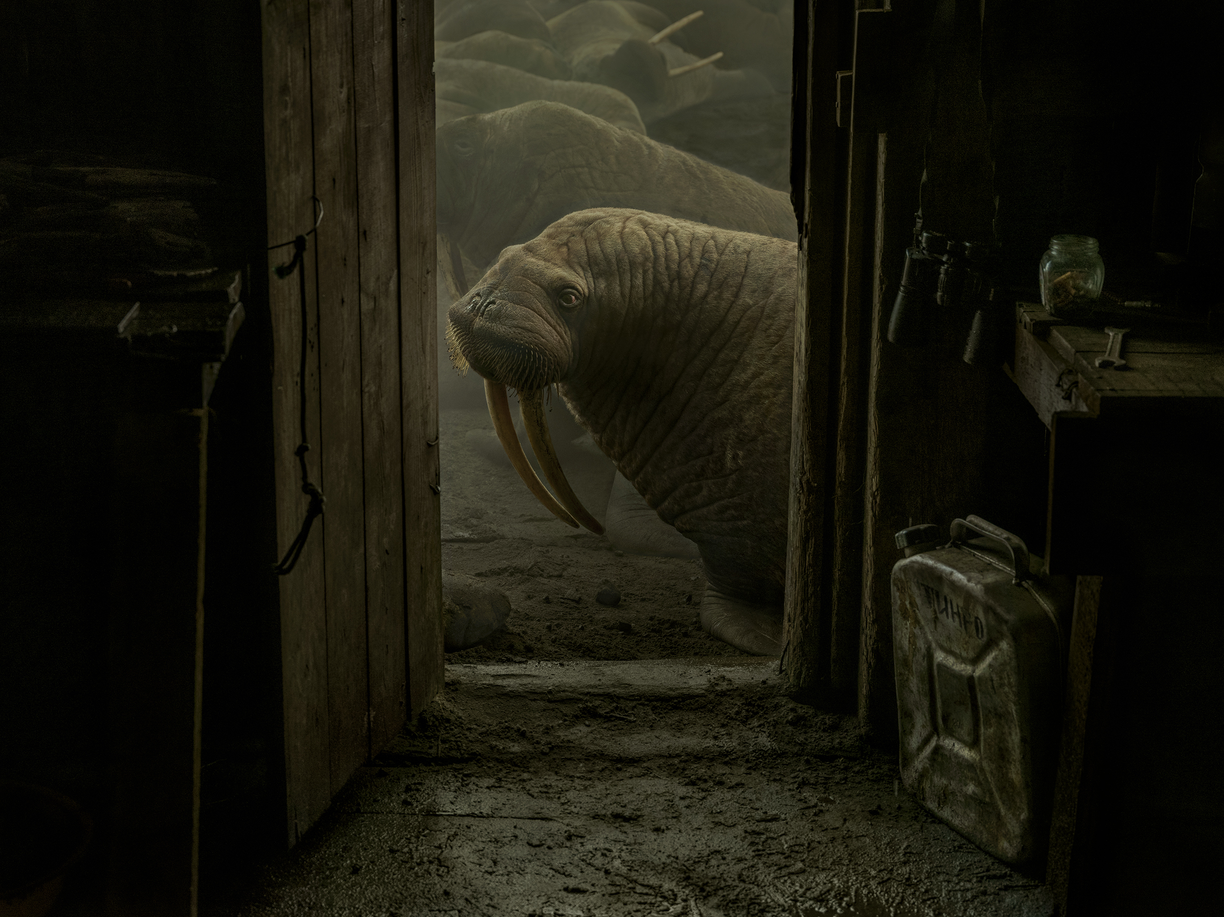 Songs and Pictures For Climate Change: A Playlist for the Planet 1 Chukotka, Russian Arctic. Oct., 2019: Walruses are outside Russian marine biologist Maxim Chakilev's hut where he lives during the summer season. It is located in the middle of the haul out. An estimated 100,000 Pacific walruses came out of the water to spend time on land.