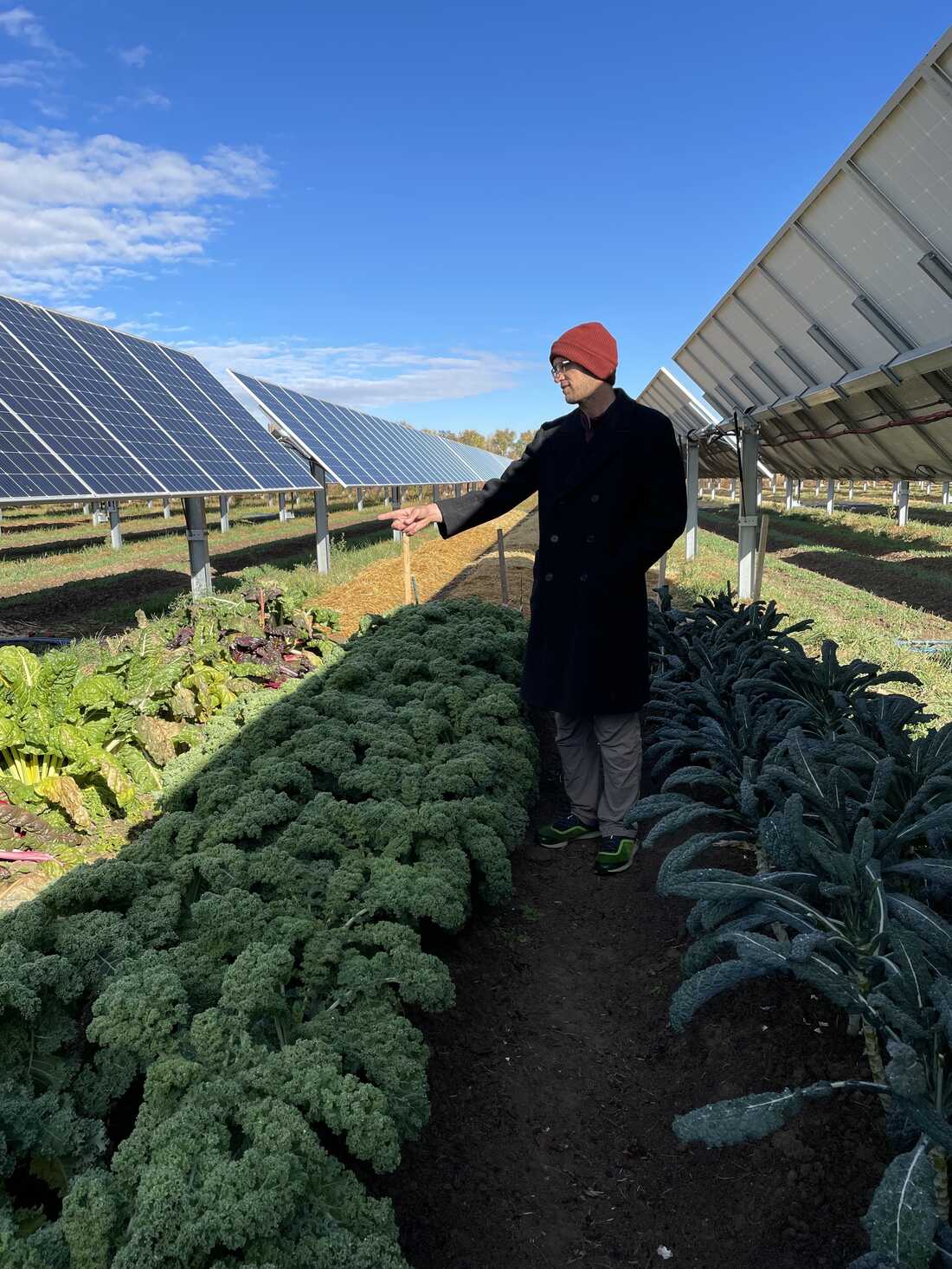 This Colorado Solar Garden Is A Farm Under Solar Panels Npr 