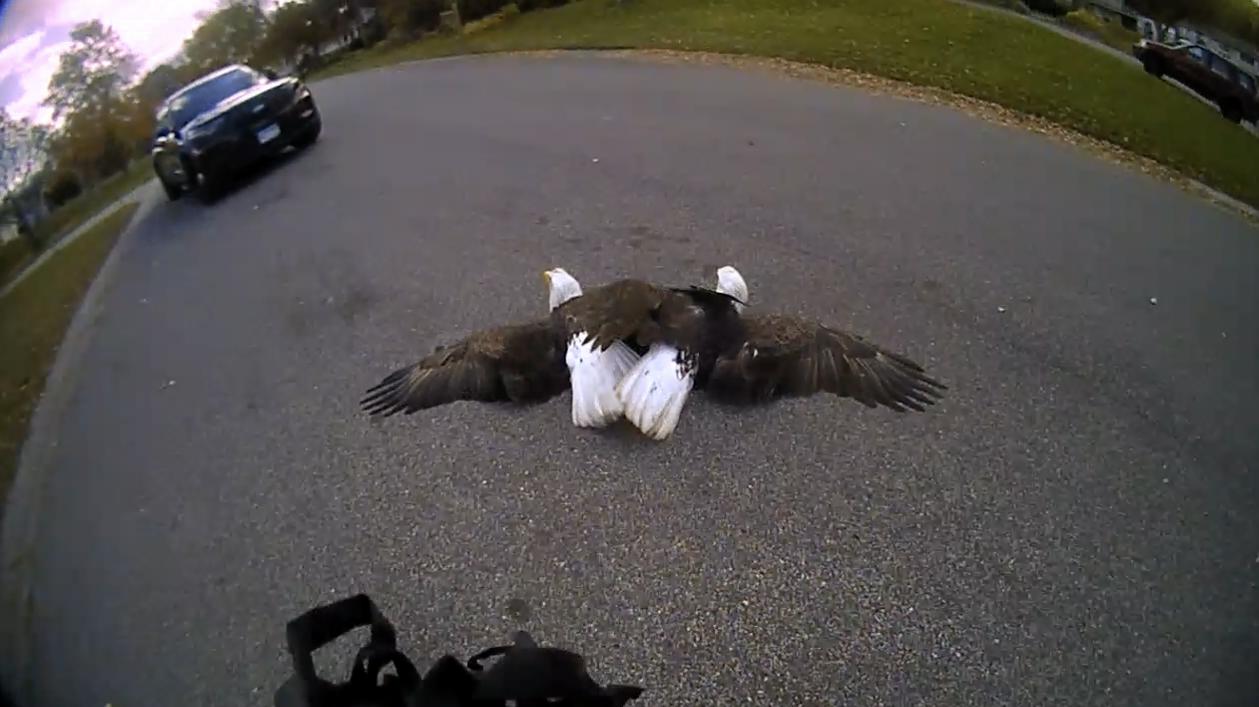 A pair of bald eagles was caught on video entangled on a Minnesota street