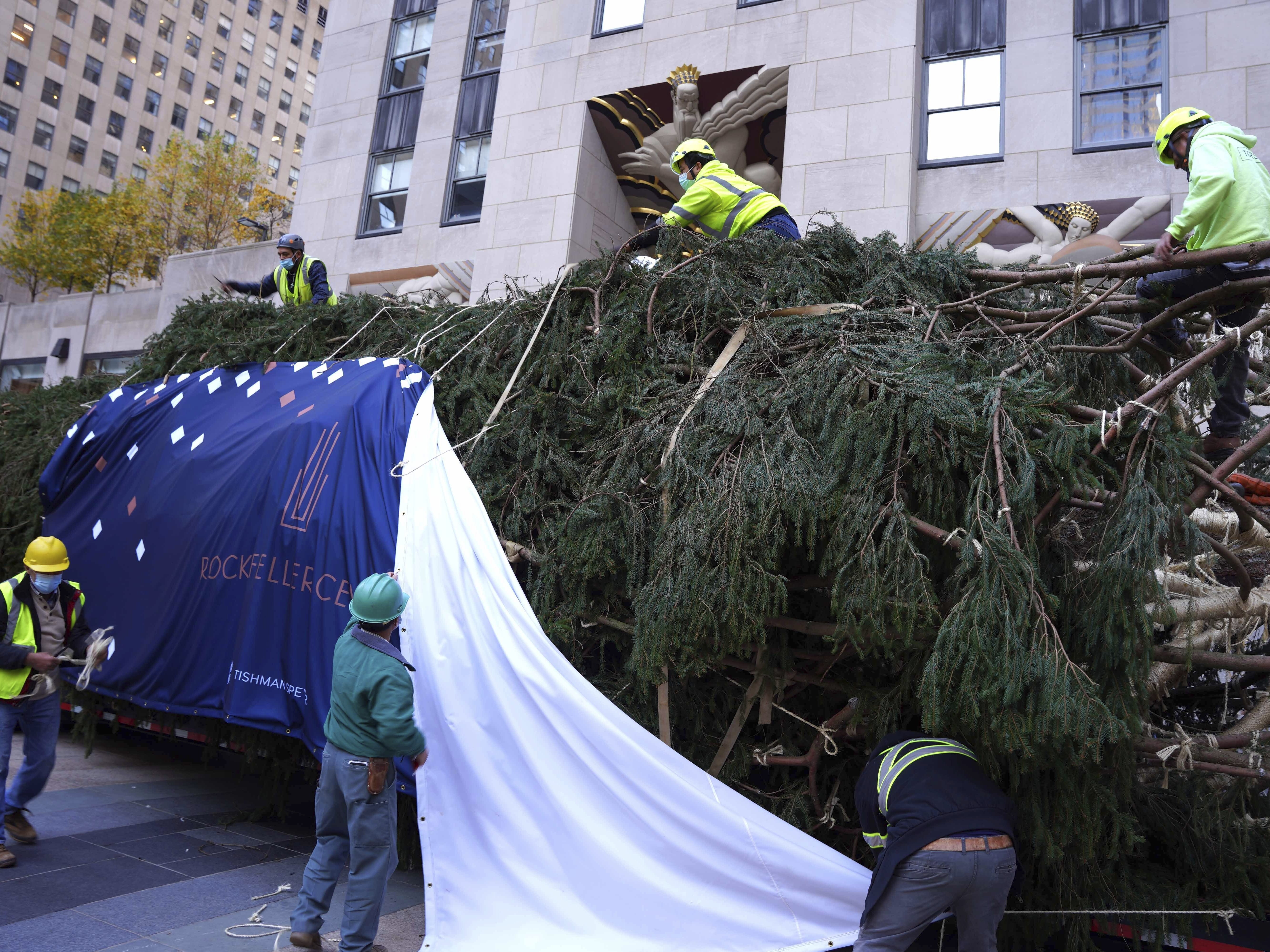 79-foot Christmas tree arrives in New York Citys Rockefeller Center : NPR