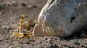 3 dead, hundreds injured after storms rouse scorpions in Egypt