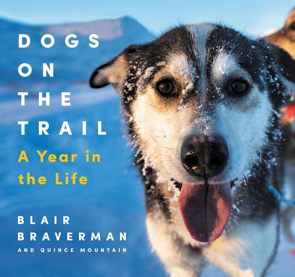 Dogs on the Trail, by Blair Braverman and Quince Mountain