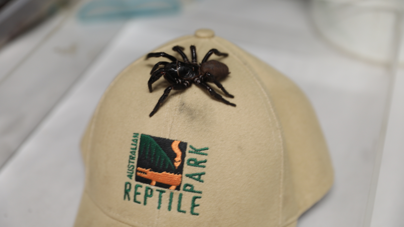 'Megaspider' turned in to Australian zoo : NPR