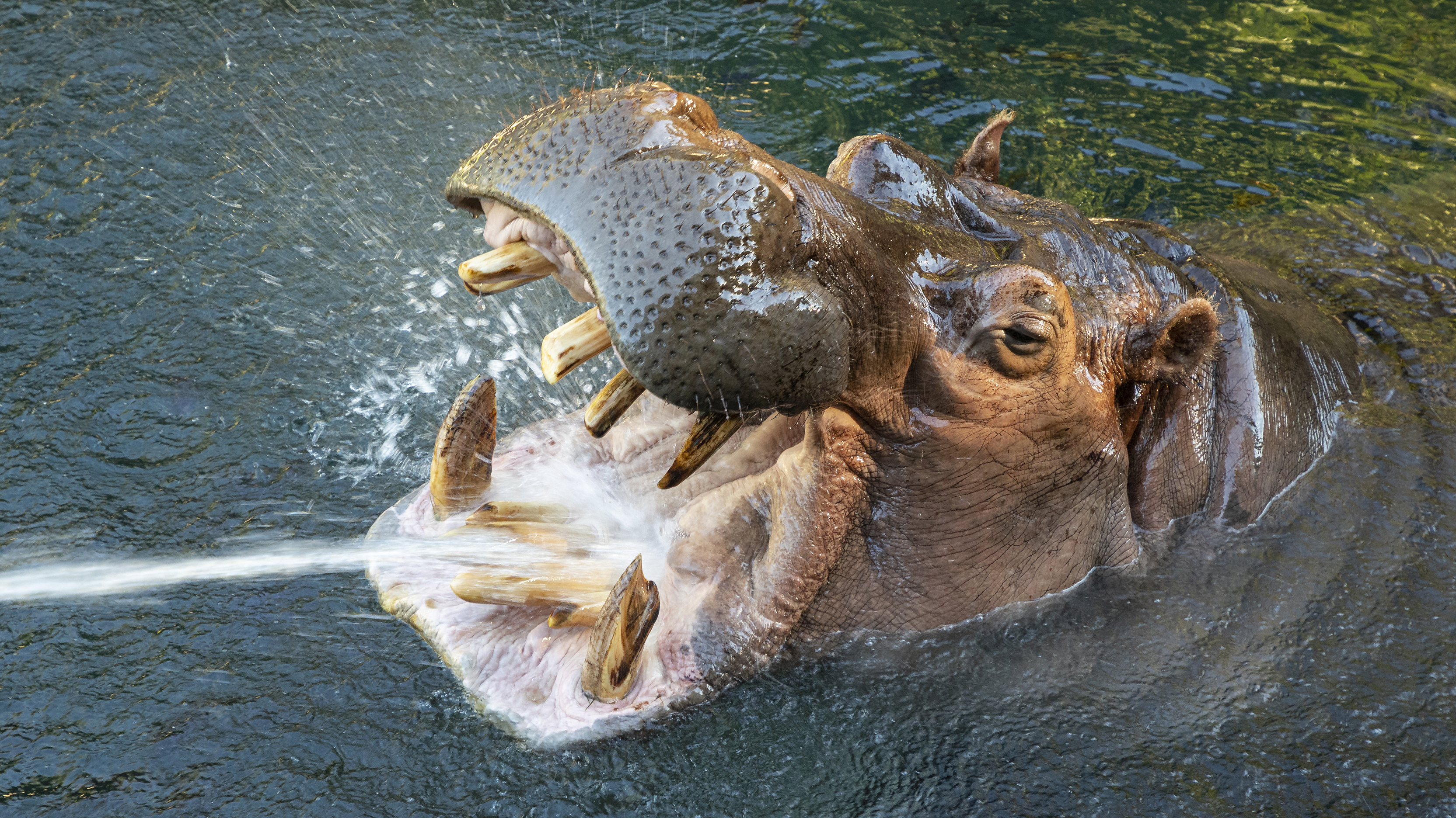Otis, a hippo famous for his smile, has died at the San Diego Zoo