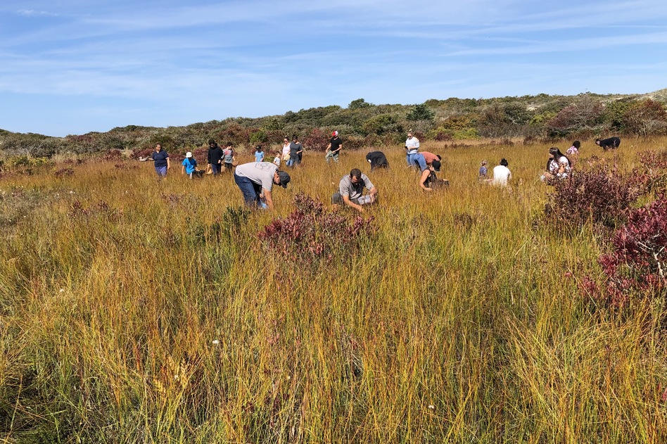 Aquinnah Wampanoags on the island of Martha's Vineyard turn their attention to gathering wild cranberries during Cranberry Thanksgiving. (Tom Verde)