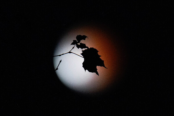 The leaves of a tree are seen with a partial lunar eclipse as a backdrop, Friday, Nov. 19, in Lutherville-Timonium, Md.