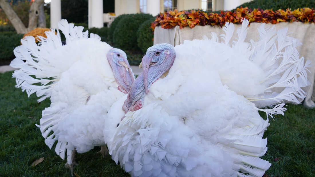 Biden Pardons Turkeys Peanut Butter and Jelly Ahead of Thanksgiving